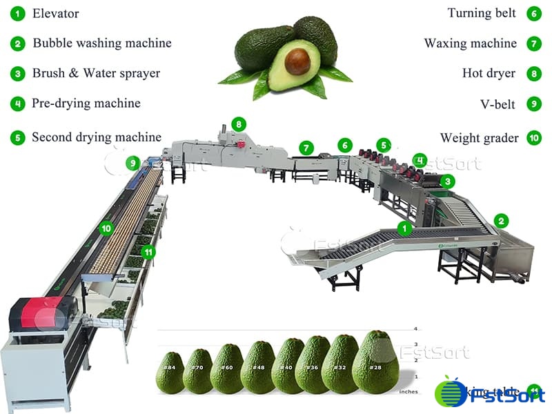 avocado processing line.jpg avocado processing line.jpg